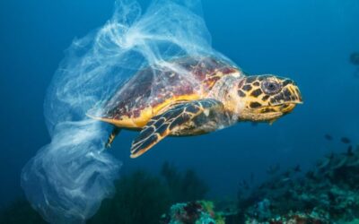 Desde 2016 estamos salvando nuestros océanos al evitar que 4000 toneladas de plástico lleguen al mar.