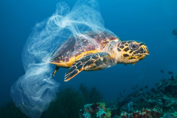 Desde 2016 estamos salvando nuestros océanos al evitar que 4000 toneladas de plástico lleguen al mar.