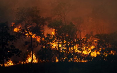 Combatiendo los Incendios Forestales en Colombia 2024: El Mensaje de Plastihouse Bogotá