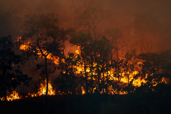 Combatiendo los Incendios Forestales en Colombia 2024: El Mensaje de Plastihouse Bogotá